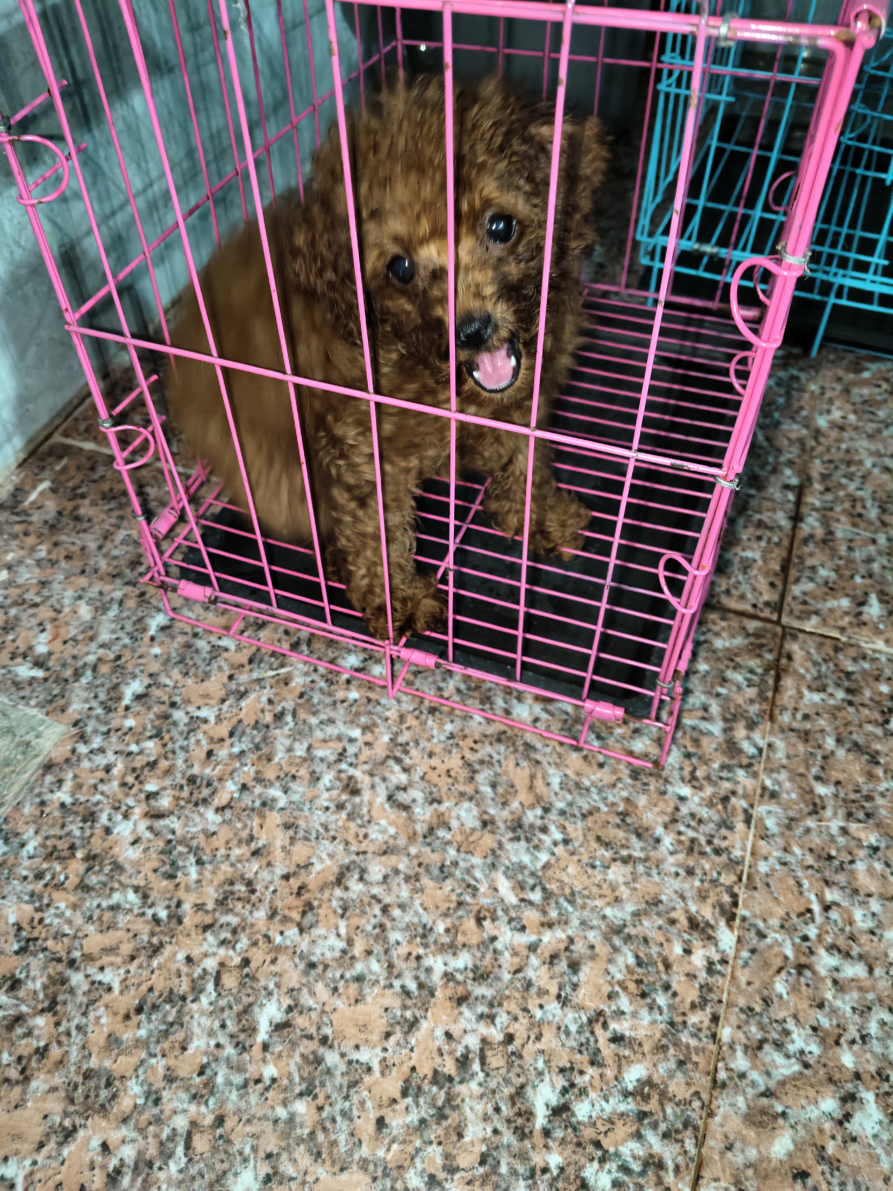 泰迪